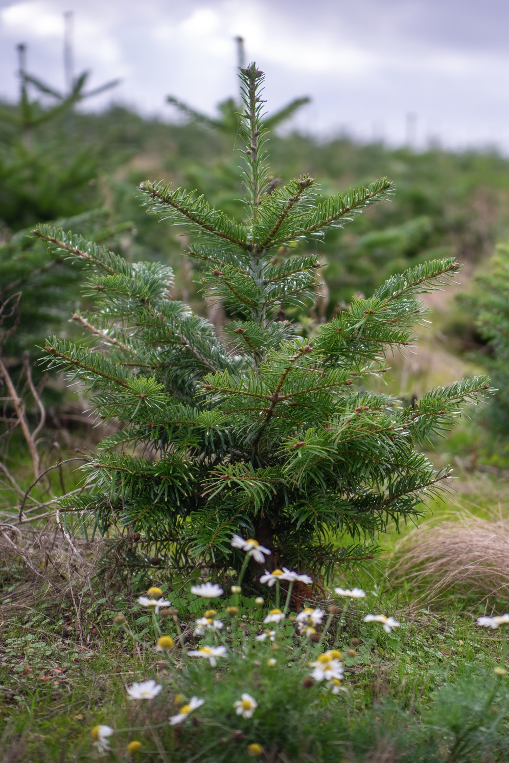 Young fir tree surrounded by ground vegetation and small white flowers