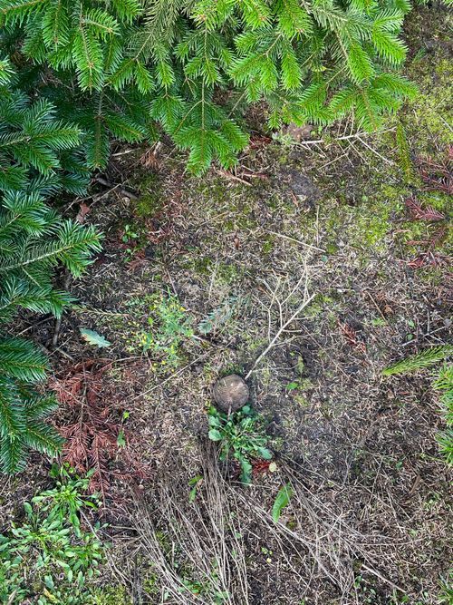 Shredded stump and needles returning to the forest floor
