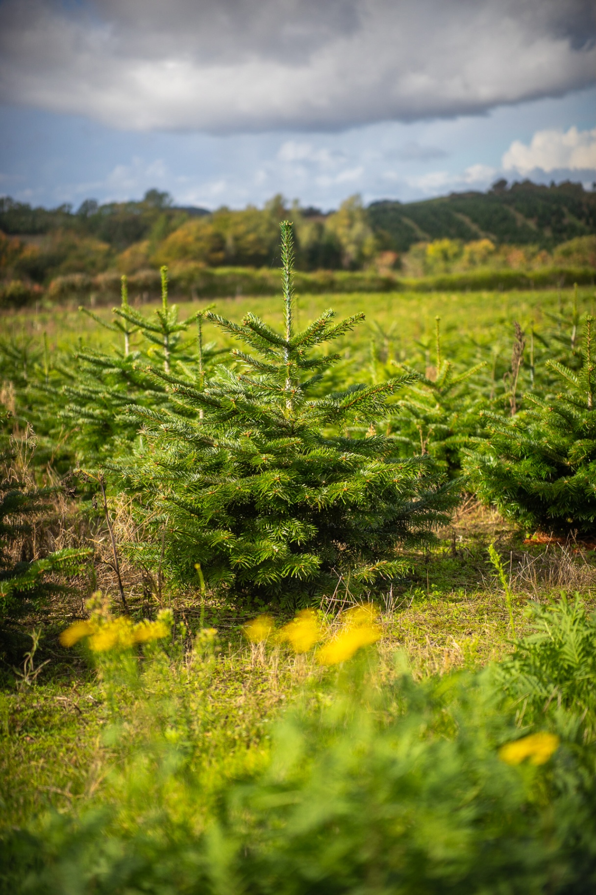 Christmas trees growing with wide spacing in an open field