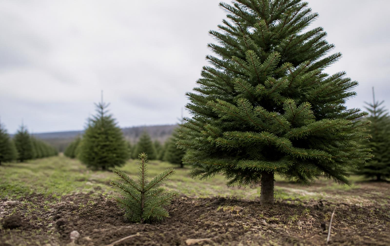 A newly planted Nordmann fir seedling in the soil beside a mature Christmas tree in the field