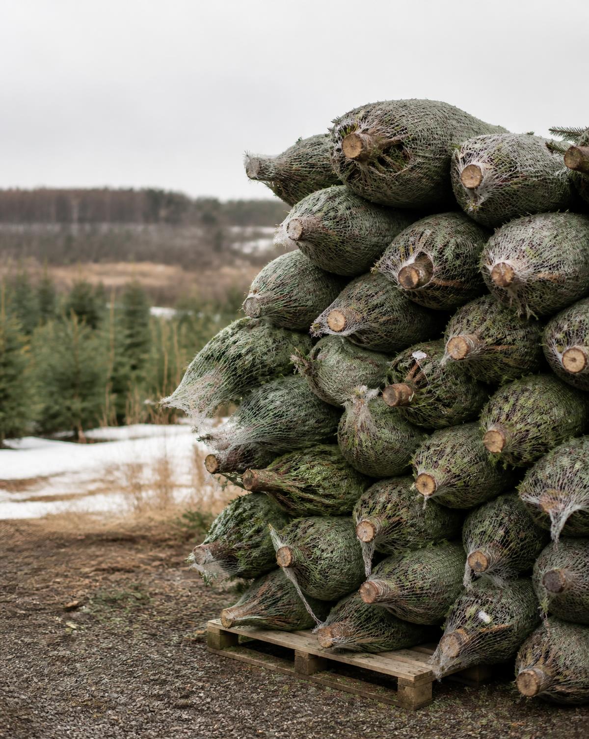 Netted Christmas trees stacked on a pallet at the edge of a winter field