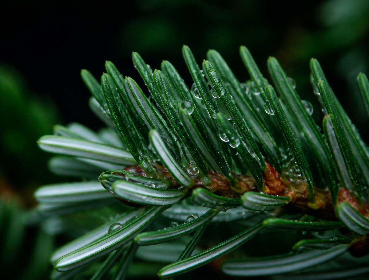 Letting nature take the lead
